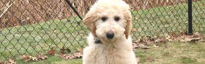 Bentley the mini goldendoodle at 6 months old weighing 45 pounds. F1b Standard Sized Goldendoodle Boy Started Puppy Ready Now Goldendoodle Breeder Ny Goldendoodle Puppies Ny Mini Sheepadoodle Puppies Doodles By River Valley Doodle Puppies