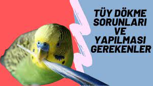 muhabbet kusu tuy dokumu neler yapilmali hasta mi saglikli mi youtube