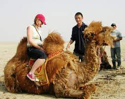 In the beginning of time, when the world is new, there is a camel. Mongolia Sit Gobi Trip Camel 1 Ws