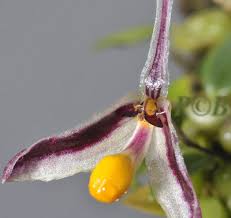 Image result for Bulbophyllum sandersonii