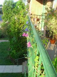 Pin By Arborsof Traverse On Patio Decor And Potted Gardening Balcony Garden Garden Pots Green Living