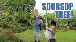 Has the uninspiring name soursop in english. Soursop Guanabana Anti Cancer Fruit Picking Garden Tour Youtube