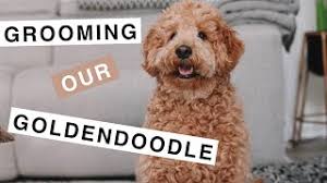 With the lamb cut, your goldendoodle's legs are left longer than the body. Theo The Mini Goldendoodle F1b How To Groom Your Puppy Youtube