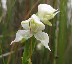 Image result for Disperis