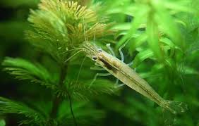 Image result for Cabombaceae