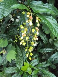 Image result for Clerodendrum abilioi