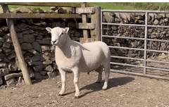 On-Farm Sale of Suffolk & Chevease Easycare Rams