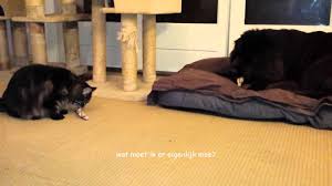 Choose a puppy from a reputable, accredited breeder and avoid the puppy farmers. Maine Coon Newfoundland Dog Siberian Forest Cat Youtube