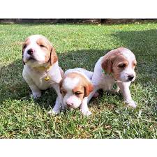 Image result for bretanský dlouhosrstý ohař