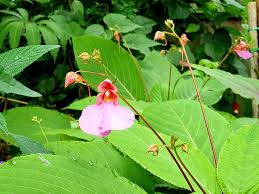 Image result for Impatiens apiculata
