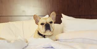 According to this list of top10 best dog food for english bulldogs,help you to choose the best for your pet easily and quickly. Fresh And Healthy French Bulldog Food Lyka Pet Food