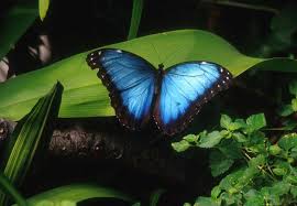 Free blue butterfly emoji icons in custom colors, png, svg, gif for web, mobile. Atw What Does Butterfly Emoji Mean