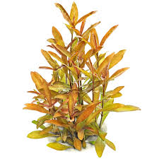 Image result for Hygrophila