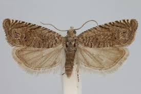 Image result for Cydia microgrammana