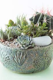 The estimated worth of the plants was nz$10,000 (around $7,000). How To Know What Succulents Can Be Planted Together Succulents And Sunshine Succulents Succulent Gardening Planting Succulents
