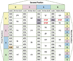 14 Clean Amino Acids Chart Abbreviations