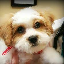 Pet friendly hotels in or near dothan, al. Save A Pet Dothan Alabama Home Facebook
