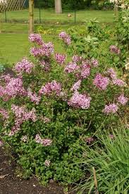Lilas Red Pixie Haie Est Plants