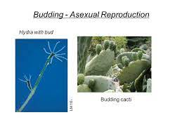 Some gardeners want to enhance photosynthesis in some cacti that lack the ability. Chapter 8 Cellular Basis Of Reproduction And Inheritance Ppt Download