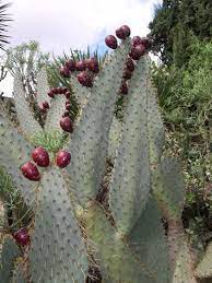Its distinctive narrow up to 36 inch pads produce large quantities of edible fruit each season. Opuntia Engelmannii Linguiformis Cows Tongue Prickly Pear Cactus Seeds Amazon Co Uk Garden Outdoors