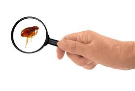 Pour combattre une infestation de puces, il est très important de tuer les puces et d'empêcher les œufs d'éclore. Comment Se Debarrasser Des Puces De Parquet Explications