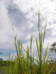 Image result for Panicum maximum