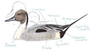 How To Draw Ducks Profile View Bird Drawings Drawings Hunting Drawings