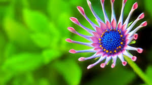 Maybe you would like to learn more about one of these? Php Importphp Hd Wallpapers For Pc 1920x1080 Free Download Nature Us Us 2