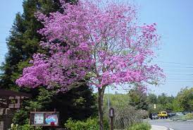 I love the look of these trees (both the purple ones as well as species robinia pseudoacacia) in bloom. Robinia X Ambigua Purple Robe Purple Robe Locust Plantmaster