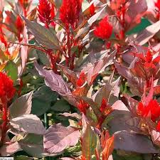 Image result for Celosia elegantissima