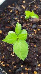 Soy bean sprout with baby leaves and root cut out on white background soy bean sprout with baby young tree sprout growing from the big tree trunk with sunlight spot. Growing Apple Trees From Seed Is Fun Even If You Might Never Get Good Fruit They Re Just So Cute Gardening