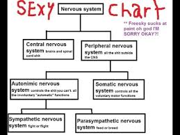 Videos Matching Sympathetic And Parasympathetic Nervous