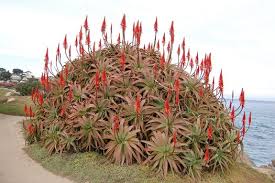 Image result for Aloe arborescens × musapana