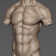 The human body considered without head, arms, or legs, or a statue representing this: Male Torso 3d Model 25 Obj Ztl Free3d