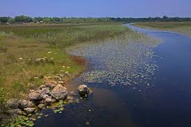 Image result for Caroxylon littoralis