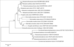 Image result for Neisseriaceae