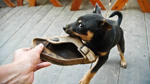 Maybe you would like to learn more about one of these? Reasons Why Dogs And Puppies Chew And How To Stop It