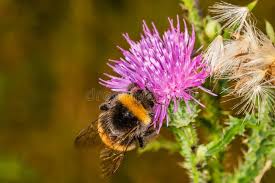 Image result for Bombus distinguendus