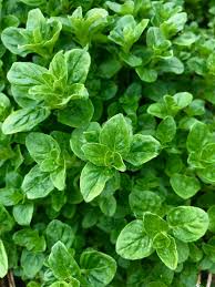 Image result for Origanum