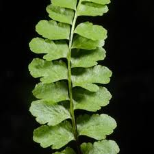 Image result for Asplenium diplazisorum