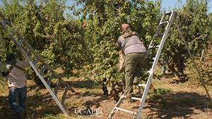 The werner fiberglass tripod ladder is perfect for fruit peaking and tree pruning. Western Center For Agricultural Health And Safety Small Changes Can Make Big Impact With Ladders