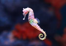 Hawksbill membantu dalam mengekalkan kesihatan. Ajak Anak Mencintai Laut Dengan Mengenalkan 9 Binatang Laut Ini Orami