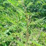 Image result for Sesbania sericea