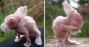 Rechnungen müssen sie grundsätzlich erst bezahlen, wenn sie fällig sind. Kung Fu Hase Wombat Oder Kaninchen