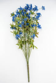 Image result for Pentas bussei