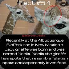Pin By Andrea Petersen On Star Trek New Mexico Baby Giraffe Albuquerque Biopark