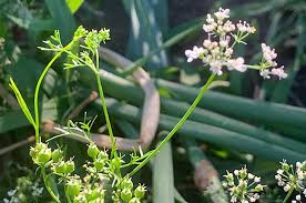 Image result for Coriandrum sativum