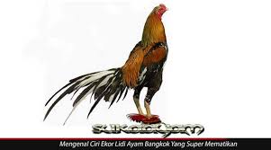Mengenal Ciri Ekor Lidi Ayam Bangkok Yang Super Mematikan Ayam Bangkok