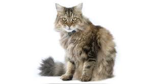 What every prospective owner needs to know. Meet The Fluffy Cat Breeds Petfinder