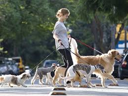 Resultado de imagem para passear com cachorro